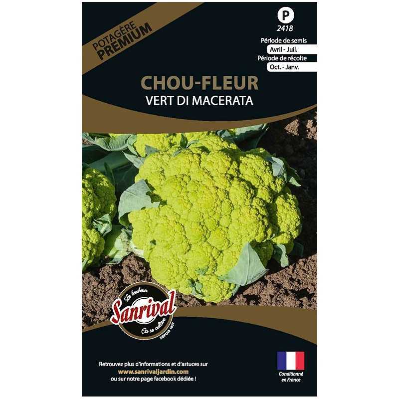 graines de Chou-Fleur Vert Di Macerata graines de Chou-Fleur Vert Di Macerata
