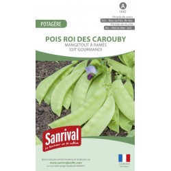 Graines de Pois Roi des Carouby