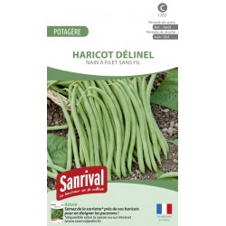 graines de haricot D&eacute;linel nain et sans fil
