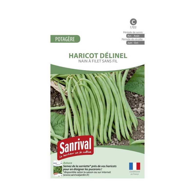 graines de haricot Délinel nain et sans fil graines de haricot Délinel nain et sans fil