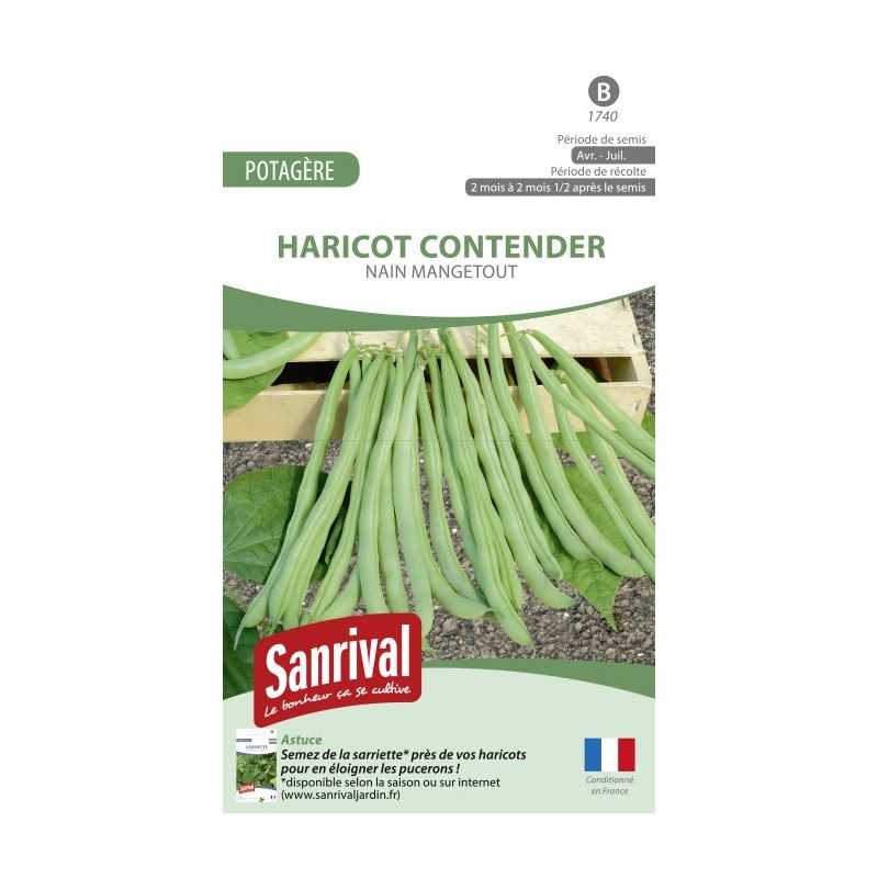 Graines de haricot Contender nain mangetout Graines de haricot Contender nain mangetout