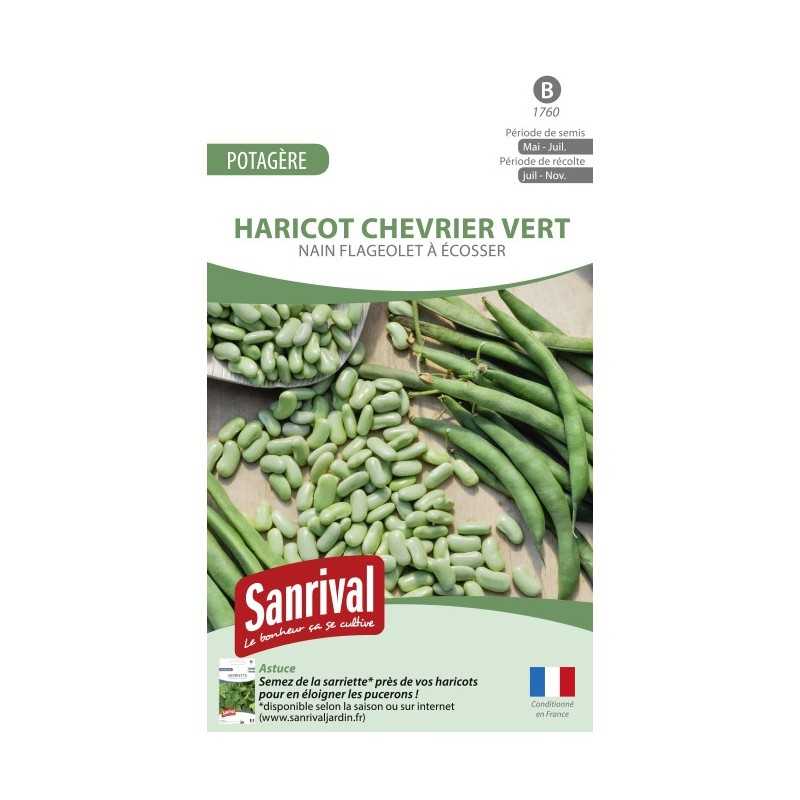 Graines de Haricot Chevrier vert Graines de Haricot Chevrier vert