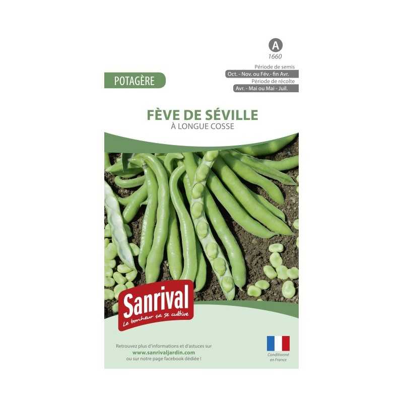 Graines de Fève de Séville à longue cosse Graines de Fève de Séville à longue cosse