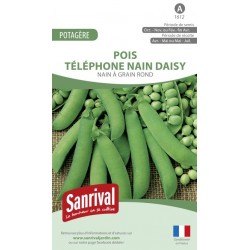 Graines de Pois T&eacute;l&eacute;phone nain Daisy