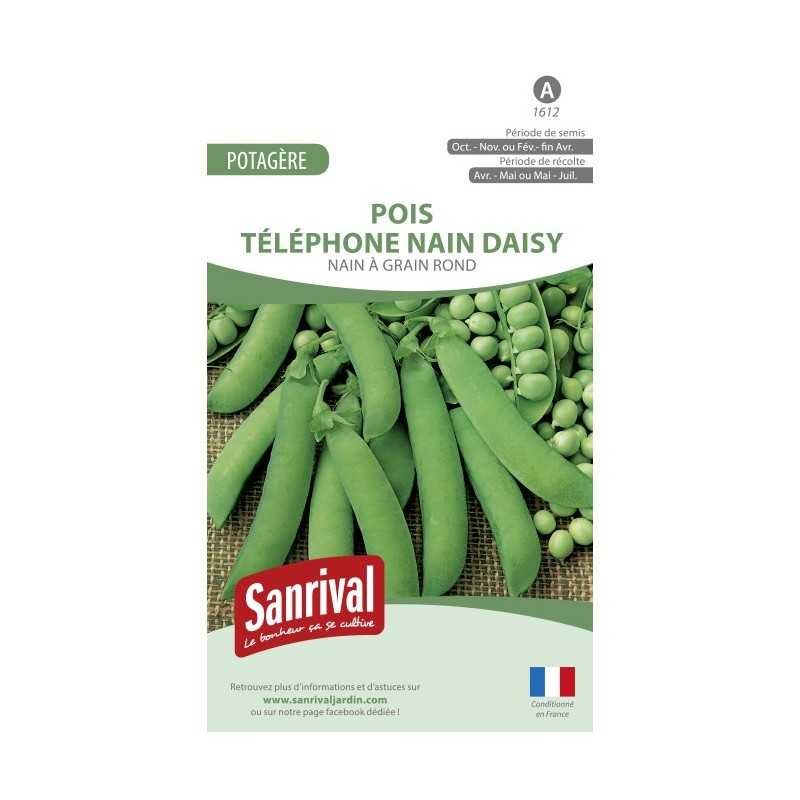 Graines de Pois Téléphone nain Daisy Graines de Pois Téléphone nain Daisy