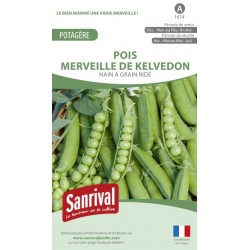 Graines de Pois Merveille de Kelvedon
