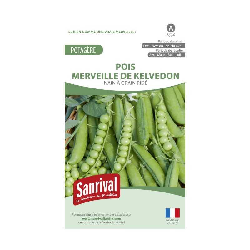 Graines de Pois Merveille de Kelvedon Graines de Pois Merveille de Kelvedon