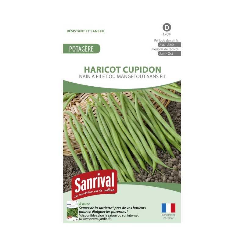 Graines de Haricot Cupidon Graines de Haricot Cupidon