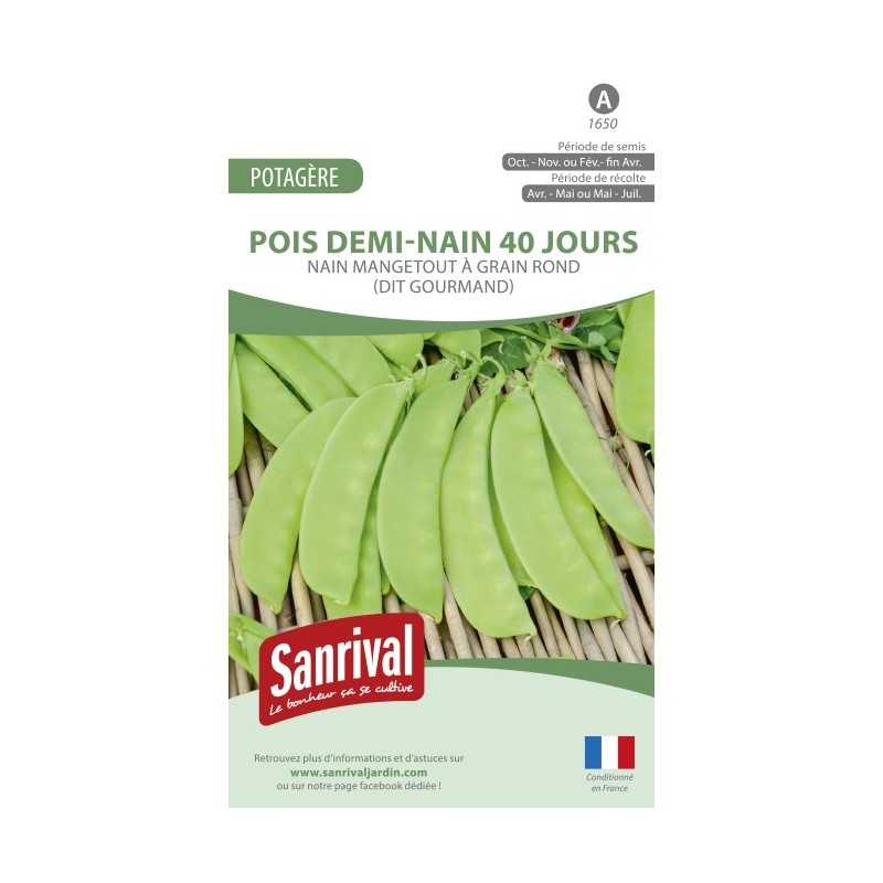 Graines de Pois demi-nain 40 jours