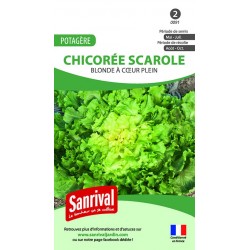 graines de Chicor&eacute;e scarole Blonde &agrave; c&oelig;ur plein