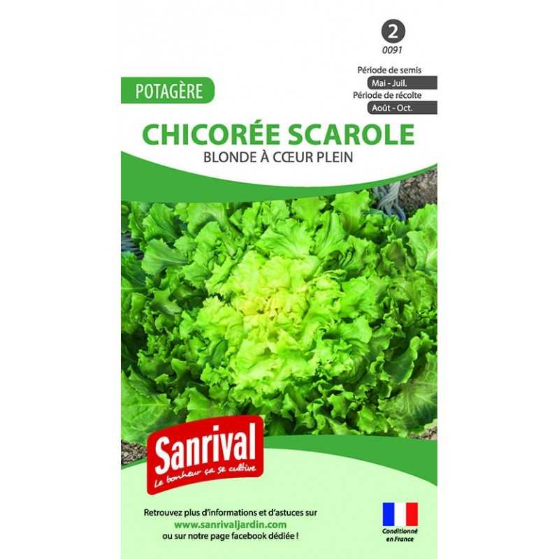 graines de Chicorée scarole Blonde à cœur plein