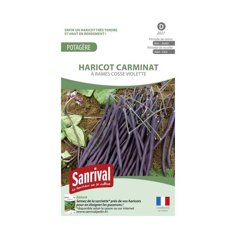 Graines de Haricot Carminat Graines de Haricot Carminat