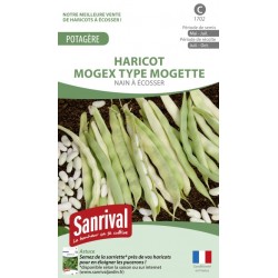 Graines de Haricot Mogex type Mogette nain &agrave; &eacute;cosser
