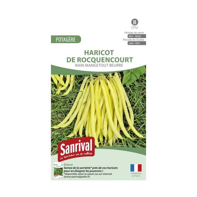 Graines de Haricot Rocquencourt Graines de Haricot Rocquencourt