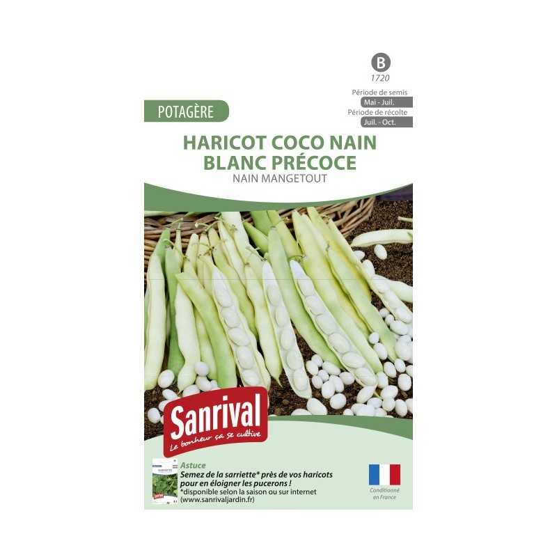 Graines de Haricot Coco nain blanc précoce nain mangetout Graines de Haricot Coco nain blanc précoce nain mangetout