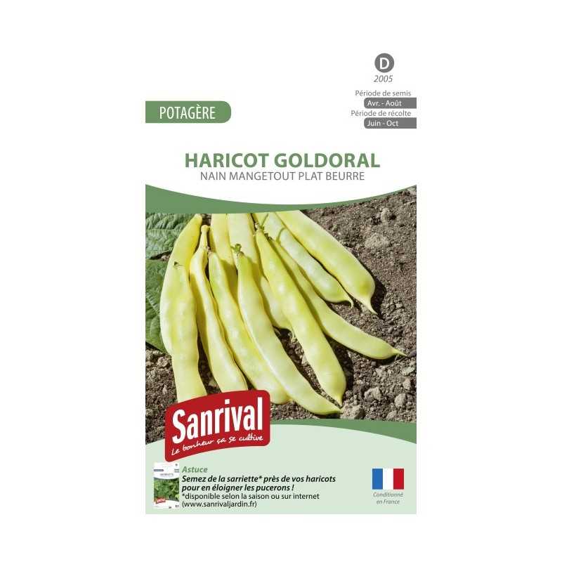 Graines de Haricot beurre plat Goldoral Graines de Haricot beurre plat Goldoral