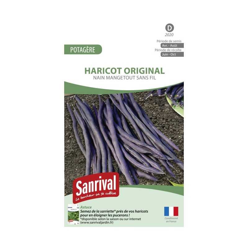 Graines de haricot Original violet nain mangetout sans fil Graines de haricot Original violet nain mangetout sans fil