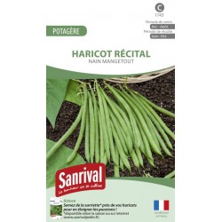 Graines de Haricot R&eacute;cital nain mangetout
