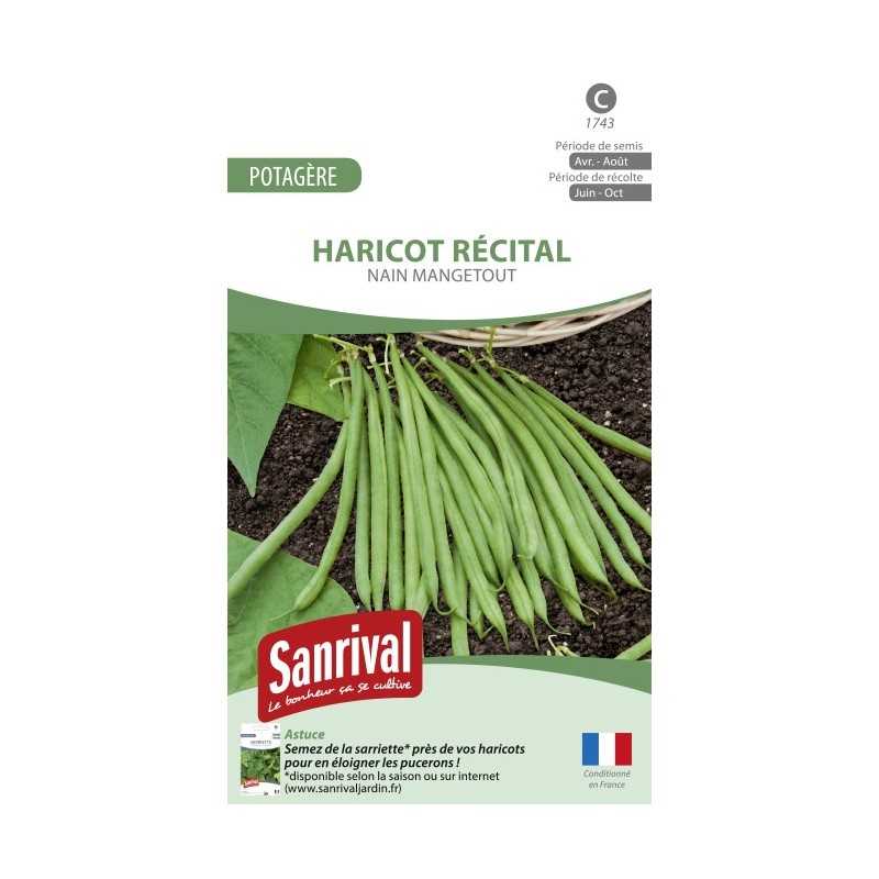 Graines de Haricot Récital nain mangetout Graines de Haricot Récital nain mangetout