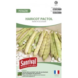 Graines de Haricot Pactol nain &agrave; &eacute;cosser