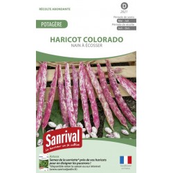 Graines de Haricot Colorado