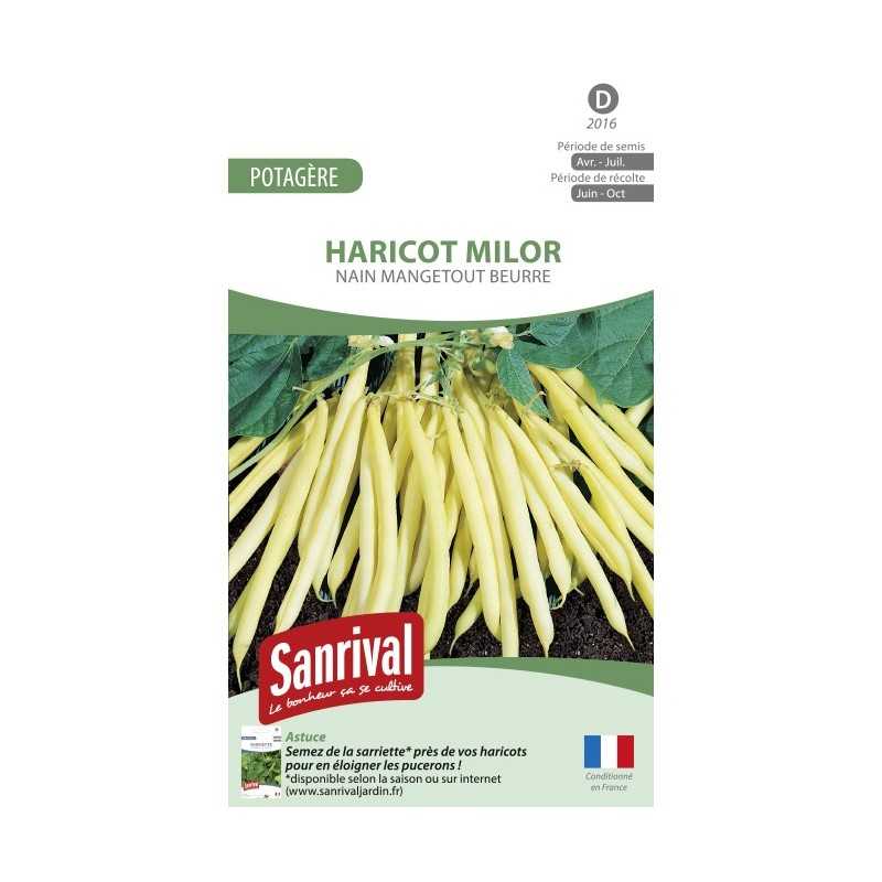 Graines de Haricot beurre nain mangetout Milor Graines de Haricot beurre nain mangetout Milor