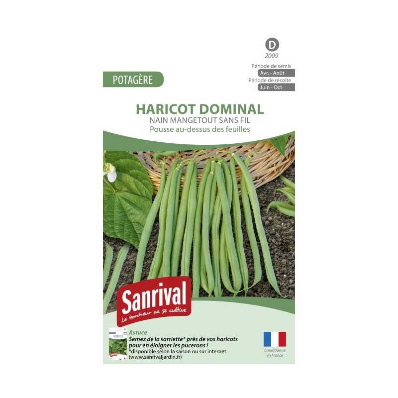 Graines de haricot Dominal nain mangetout sans fil (grain noir) Graines de haricot Dominal nain mangetout sans fil (grain noir)