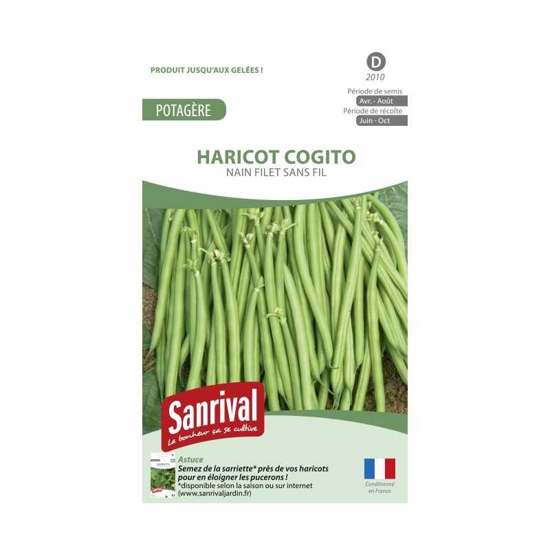 Graines de Haricot Cogito nain sans fil Graines de Haricot Cogito nain sans fil