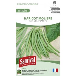 Graines d'Haricot Moli&egrave;re nain sans fil