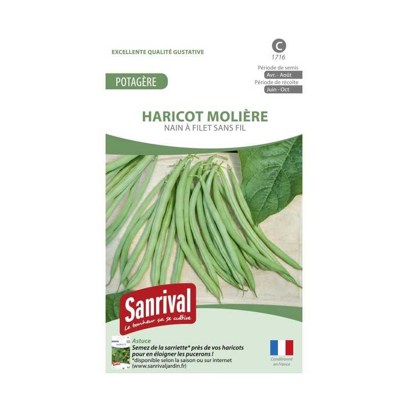 Graines d'Haricot Molière nain sans fil Graines d'Haricot Molière nain sans fil
