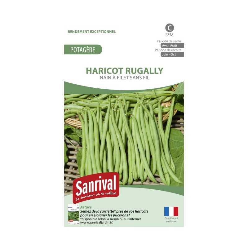 Graines de Haricot Rugally nain sans fil Graines de Haricot Rugally nain sans fil