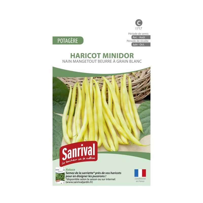 Graines de Haricot beurre Minidor Graines de Haricot beurre Minidor
