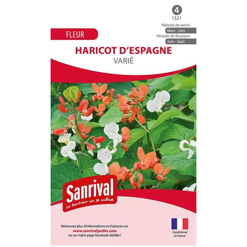 Graines de haricot d'Espagne varié Graines de haricot d'Espagne varié