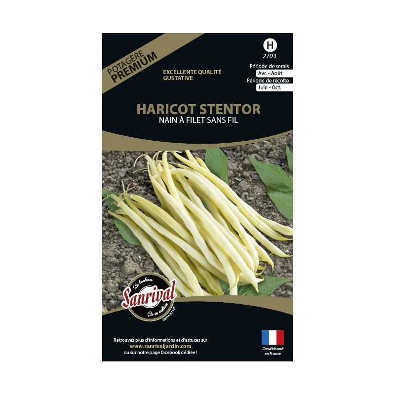 Graines de Haricot Stentor beurre nain sans fil Graines de Haricot Stentor beurre nain sans fil