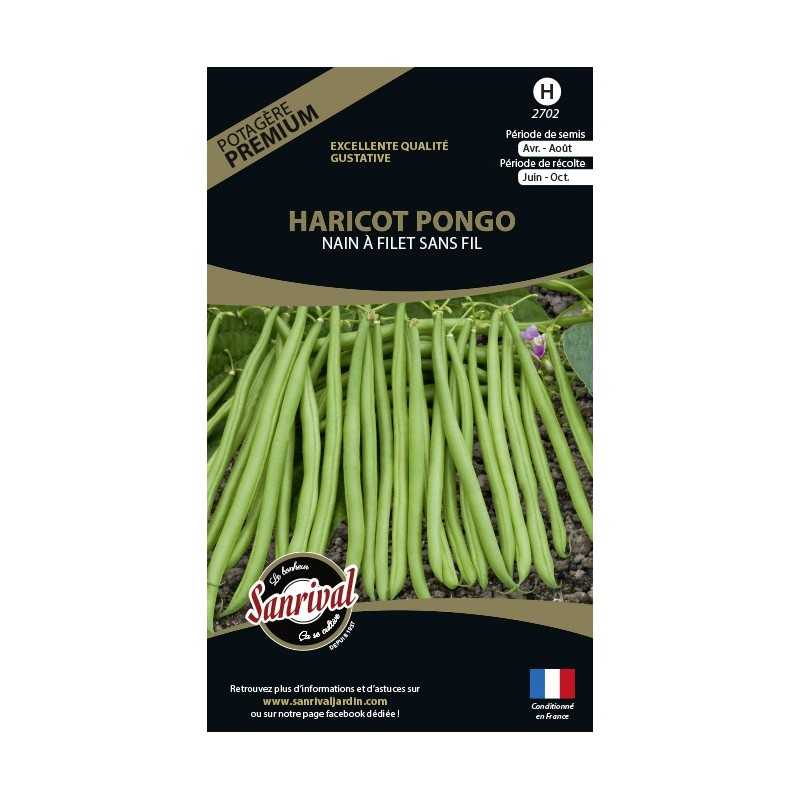 graines de Haricot Pongo Nain à filet sans fil graines de Haricot Pongo Nain à filet sans fil