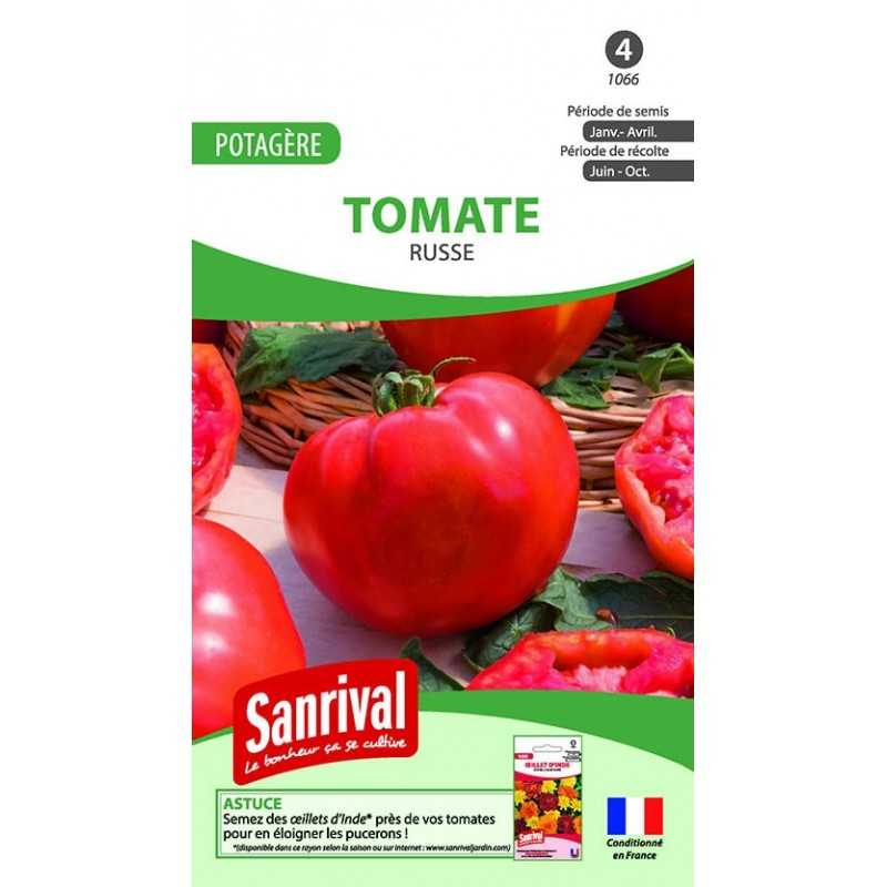 Graines de tomate Russe Graines de tomate Russe