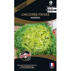 graines de Chicorée Frisée Minerva