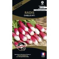 Radis Diablus Hybrid F1