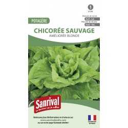 graines de Chicor&eacute;e sauvage Am&eacute;lior&eacute;e blonde