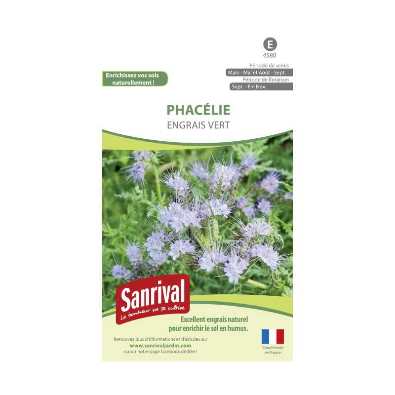 Phacélie Phacélie