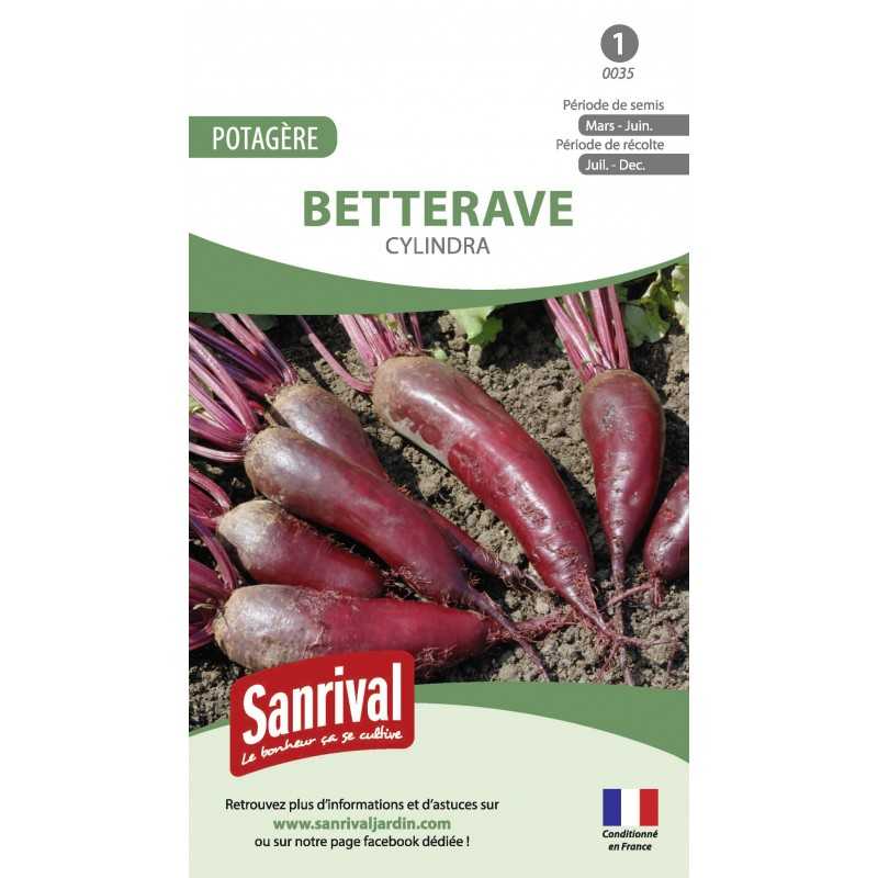 graines de Betterave Cylindra graines de Betterave Cylindra