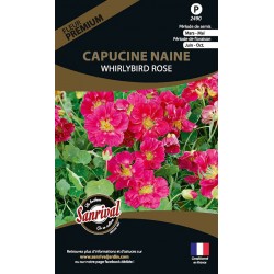 Capucine naine Whirlybird Rose