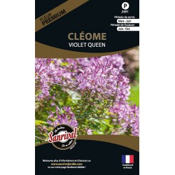 Clèome Violet Queen Cleome...