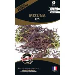 graines de Mizuna Red