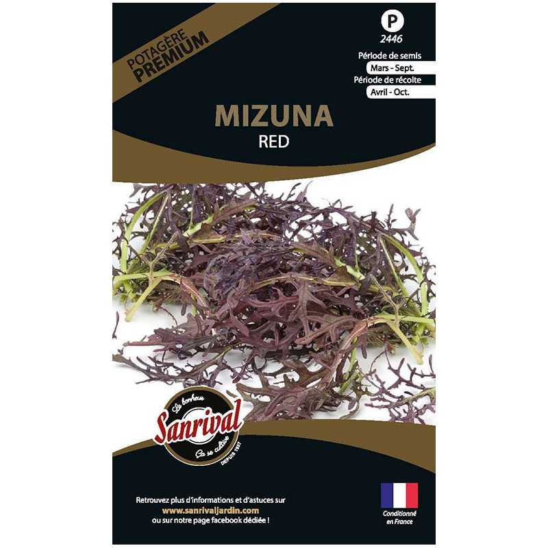graines de Mizuna Red