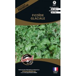 graines de Fico&iuml;de Glaciale