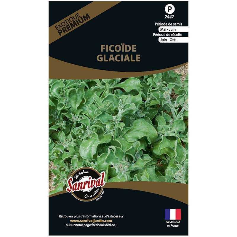 graines de Ficoïde Glaciale graines de Ficoïde Glaciale