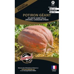 graines de Potiron g&eacute;ant Atlantic giant dill's Original Canadian Strain