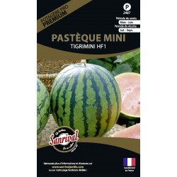 graines de Past&egrave;que Mini Tigrimini Hybrid mini