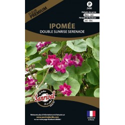 Ipomée Double Sunrise Serenade